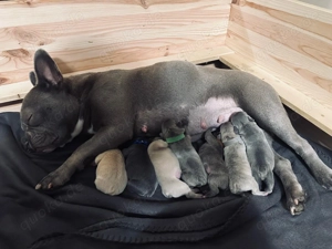 Französische Bulldoggen Welpen reinrassig