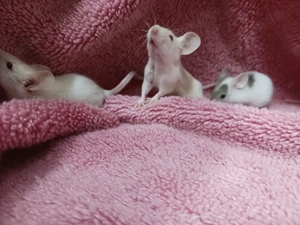 Süße junge Farbmäuse