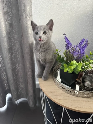 Russisch Blau Kitten