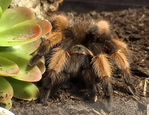 Vogelspinnen Brachypelma Grammostola u.a. nur Abholung