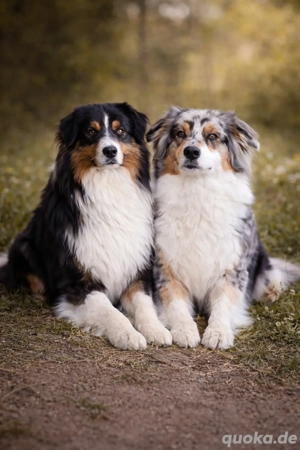 Wurfankündigung Australian Shepherd 