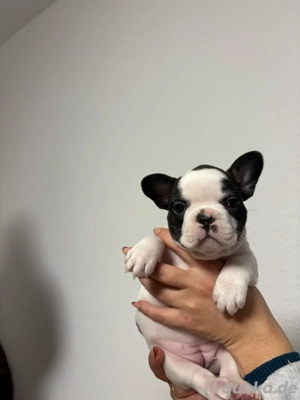 französische bulldoge