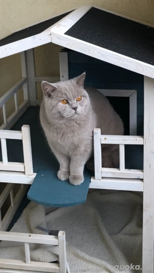 BKH Deckkater Lilac mit Champion-Stammbaum (kein Verkauf)