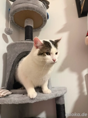 Milo sucht für immer zuhause 