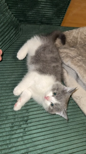 Hauskatze sucht neue zuhause 