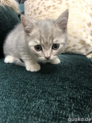Britischkurzhaar zu verkaufen 