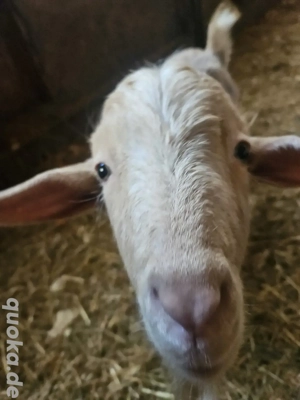 Ziegenbock handzahm