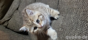 3 Monate altes Perserkatzen-Kitten sucht ein neues Zuhause