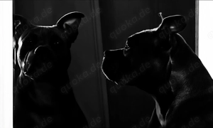 Junghündin sucht ihr für immer Zuhause 