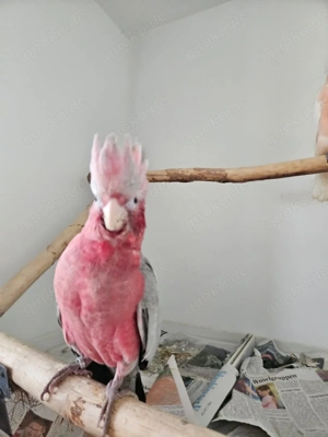 Urlaubsbetreuung für Ziervögel & Papageien 