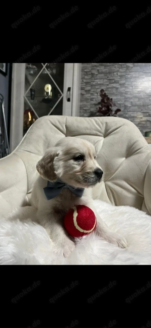 Golden Retriever Welpen 