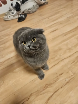 Bkh Kätzchen 17 Wochen alt 