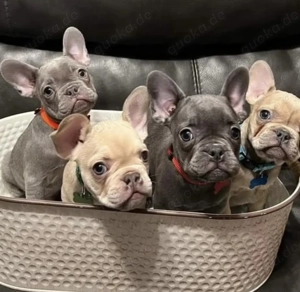 Merilynnb Französische Bulldoggehn Welpen
