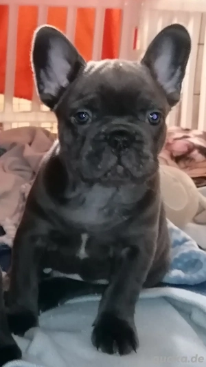 Französische Bulldogge in blue mit Ahnentafel "Wotan" 