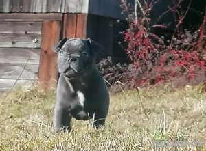 Französische Bulldogge in blue mit Ahnentafel "Björn" 