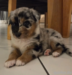 Australian Shepherd Welpen 