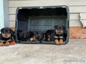Niedliche Rottweilerwelpen abzugeben.
