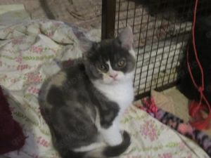 Mädchen dreifarbig Britisch Kurzhaar