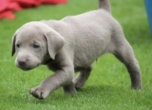 Silber Labrador Welpen 