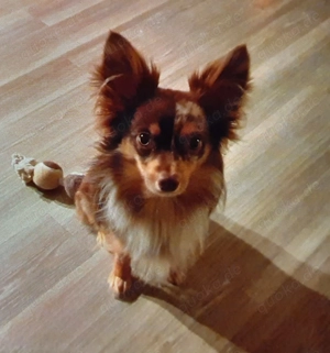 Chihuahua   Sheltie Mix Fiete sucht ein neues Zuhause 