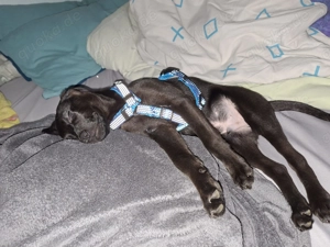 Ich muss dringend mein Hund abgeben 