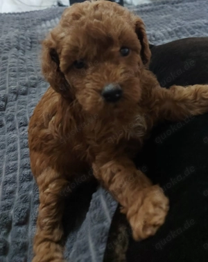 Toypudel Welpen Stammbaum