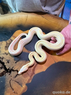 Boa comstrictor imperator