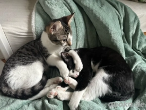 2 junge Kater suchen ihr Zuhause