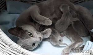 Russisch Blau Kitten
