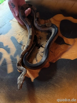 Boa constrictor imperator