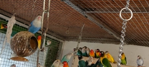 Unzertrennliche agapornis, Pfirsichköpfchen, Russköpfchen 