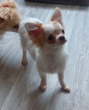 Chihuahua Welpe Rüde 
