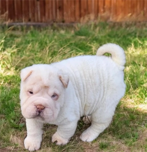 5 wunderschöne Mini-Shar-Pei
