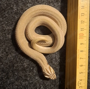 1.0 Heterodon nasicus Superconda het toffeebelly nz 24