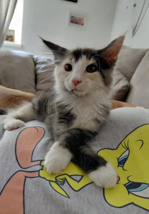 MaineCoon Katze Luna