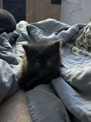 Baby Pauli Hauskatze