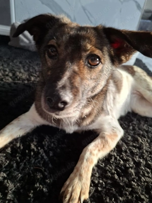 Jipsy ca. 40 cm   mit leuchtenden Augen [auf Pflegestelle in 25746 Heide]