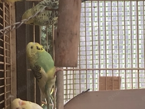 sehr schöner junger Wellensittich jung 5 Monate alt kommt bei Leckerbissen auf die Hand