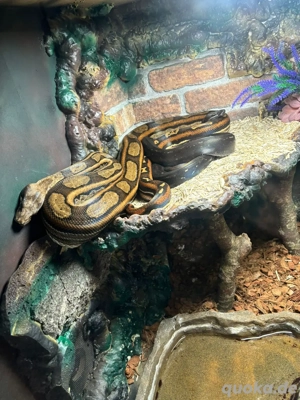 boa constrictor imperator