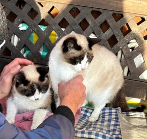 Zwei süße Kater vom Land suchen  Zuhause