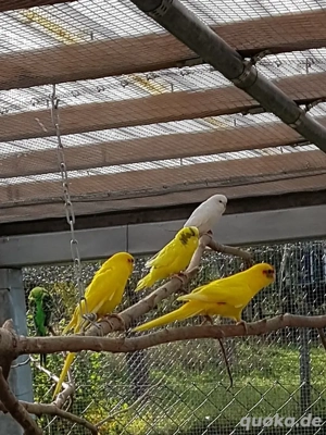 Ziegensittiche abzugeben in liebevolle Hände 