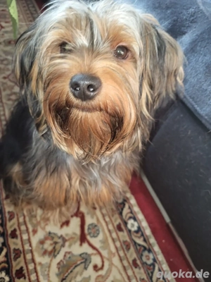 yorkshire terrier in erfahrene hände