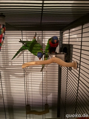 zwei Loris Papageien nicht Handsam DNA vorhanden