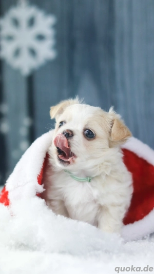 Chihuahua Rüden suchen ihre Familien