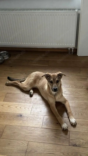 Lola sucht ein liebevolles Zuhause