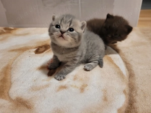 BKH Kitten reinrassig mit Stammbaum