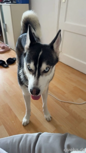 sibirian husky