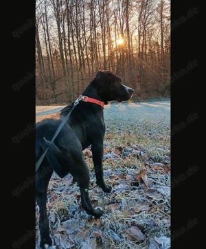 Hündin namens Nayda, Mischling 