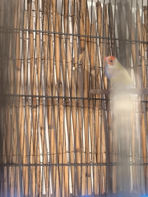 Gouldmadienen Pärchen 