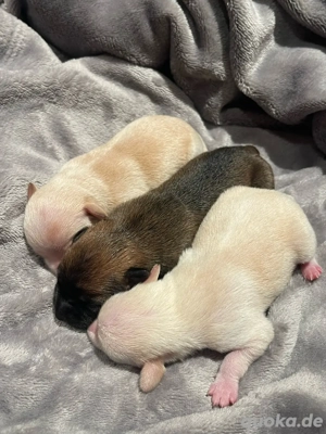 Welpe Mini Toy-terrier 